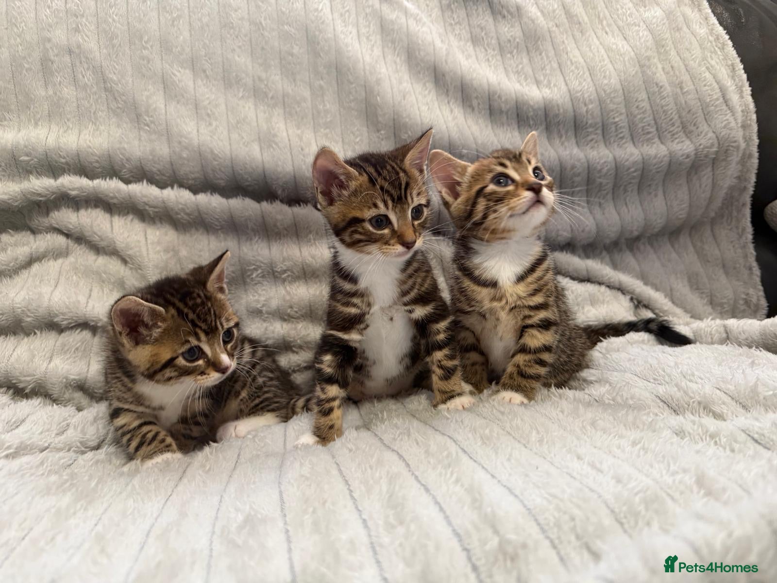 Bengal cats Bengal Kittens - Advert 2