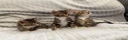 Bengal cats for sale: Bengal Kittens in West Bromwich - Advert 2