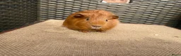 Guinea Pig rodents for sale: Baby Guinea pigs available ready now - Advert 9