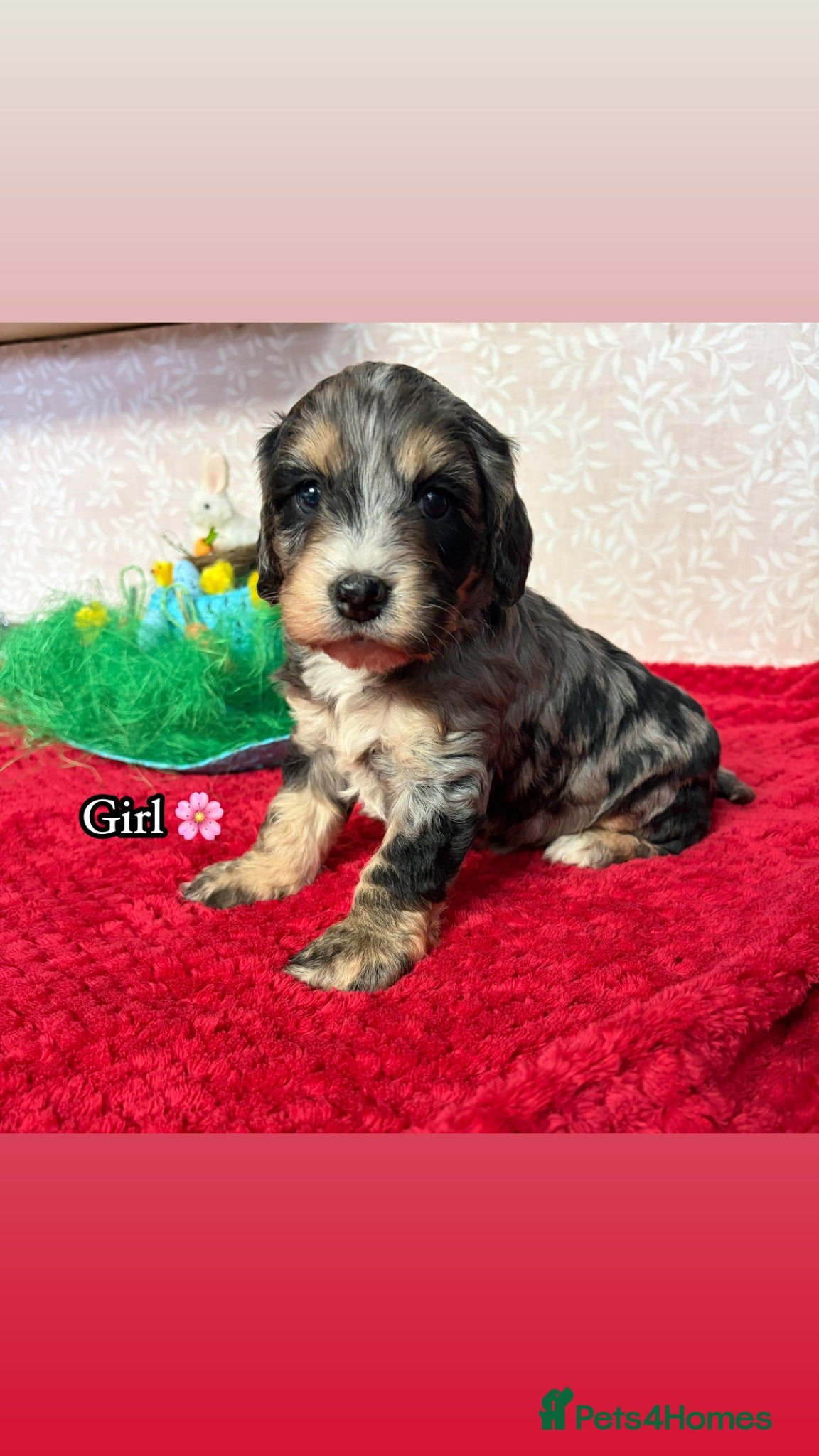 Cockapoo dogs 🌸 Stunning Multicoloured Cockapoos💙 - Advert 1