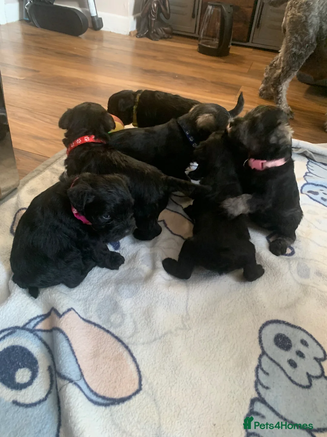 Miniature Schnauzer dogs for sale: 6 amazing family reared miniature schnauzers  in Pontefract - Advert 11
