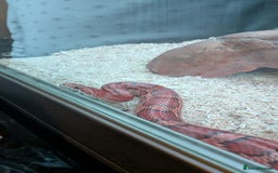 Corn Snake reptiles for sale: Adult Corn Snake - Image 3