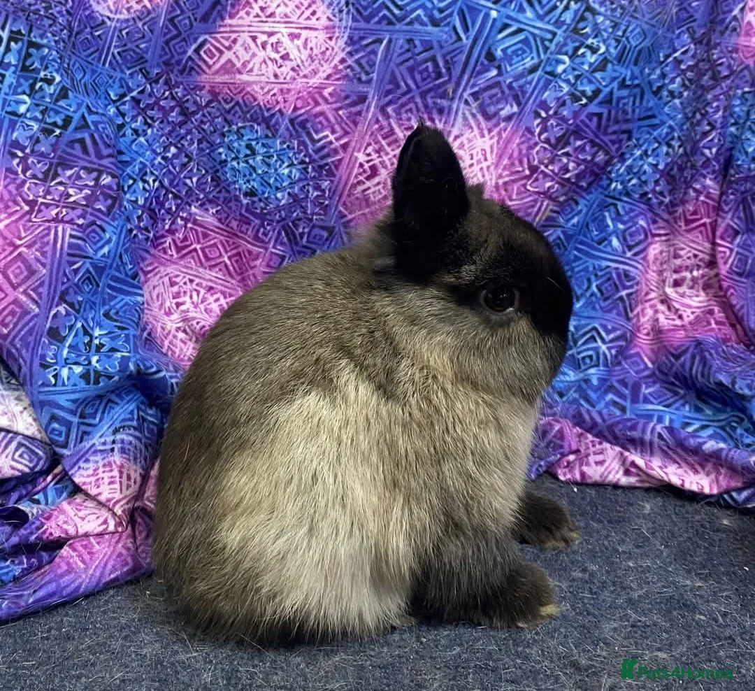 Netherland Dwarf rabbits for sale: SMALL/SHOW NETHERLAND DWARF RABBIT WANTED  - Advert 3