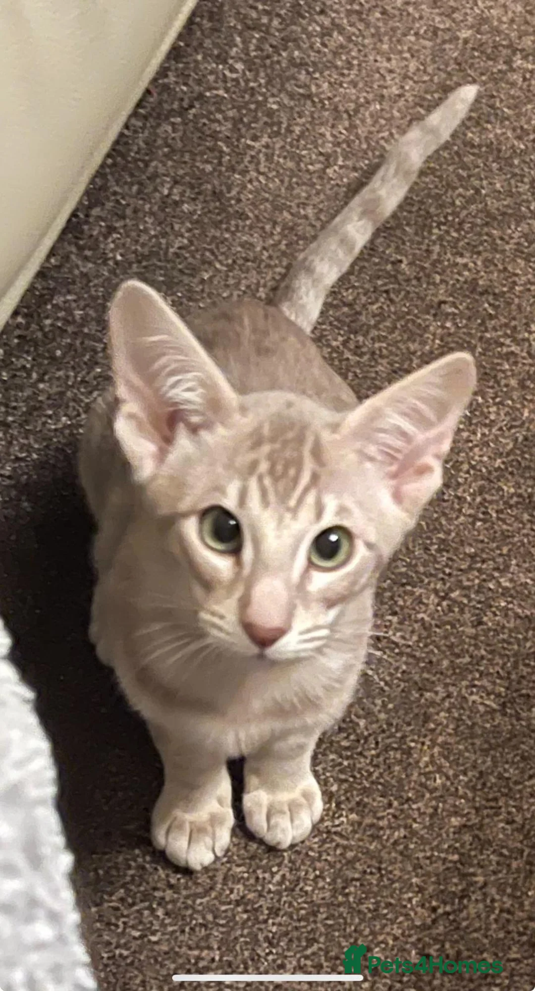 Oriental cats for sale: GCCF female lilac tabby  - Advert 2