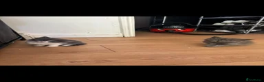 Ragdoll 6