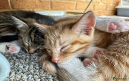 Mixed Breed cats for sale: Cute Kittens for Sale - Ginger, Grey and Black - Image 15