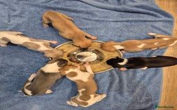 Whippet dogs for sale: 3 stunning KC registered males  - Image 1