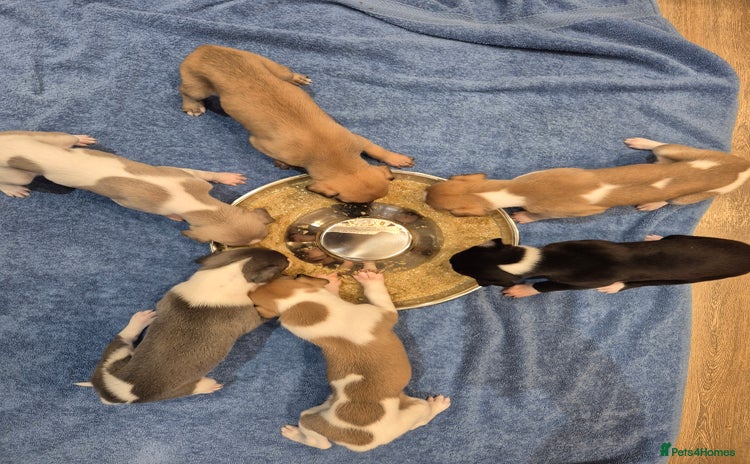 Whippet dogs - Advert 2