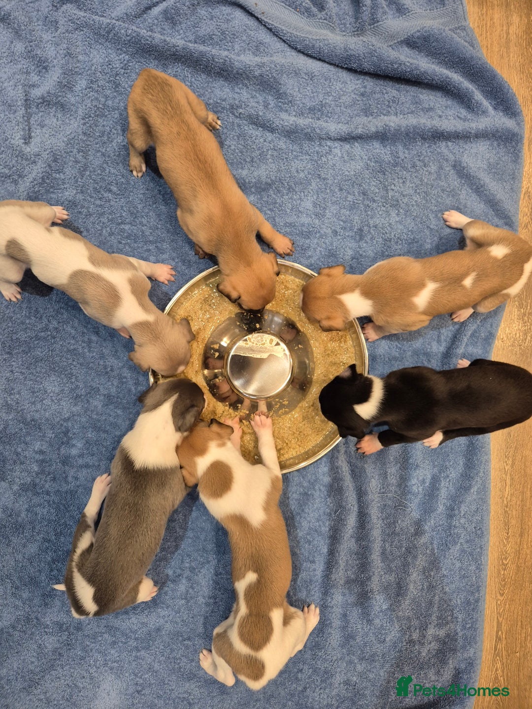 Whippet dogs for sale: 3 stunning KC registered males  - Image 1