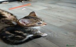 Mixed Breed cats for sale: Tabby kittens for sale - Image 2