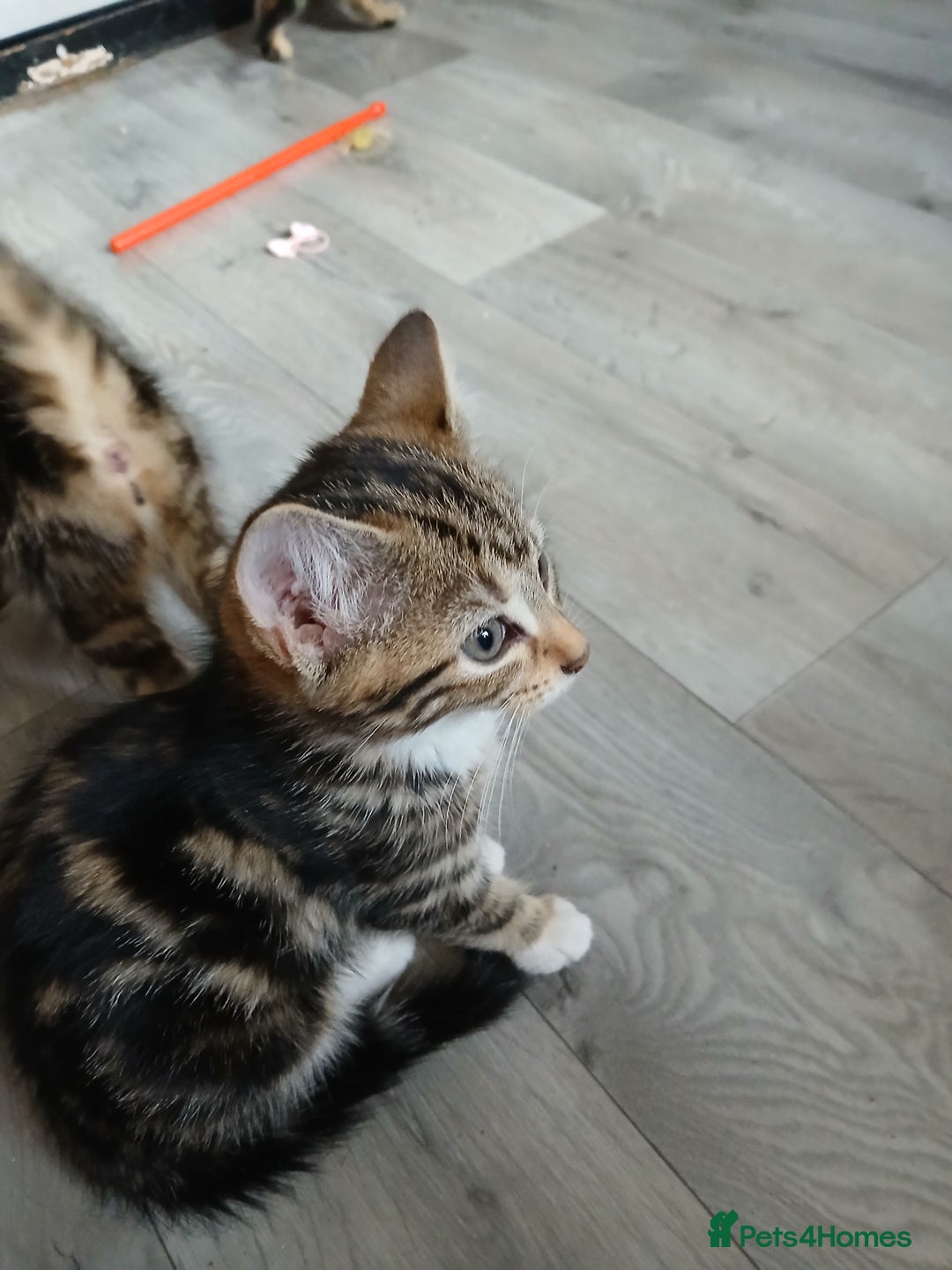 Mixed Breed cats for sale: Tabby kittens for sale - Image 2
