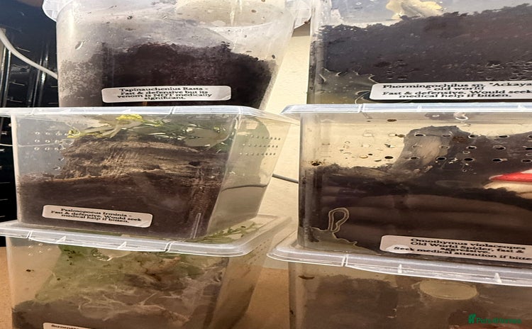 Tarantulas invertebrates - Advert 1