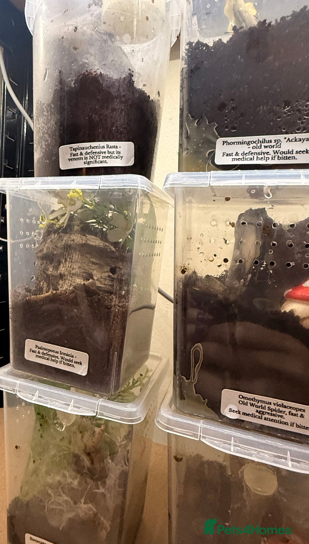 Tarantulas invertebrates for sale: 6 unsexed arboreal slings 3cm ish - Image 1