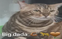 Bengal cats for sale: Mix Bengal kittens 😻 - Image 5