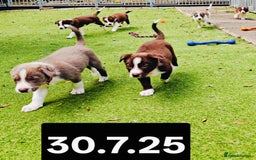 Border Collie dogs for sale: 6 Kennel Club registered Border Collie pups - Image 10