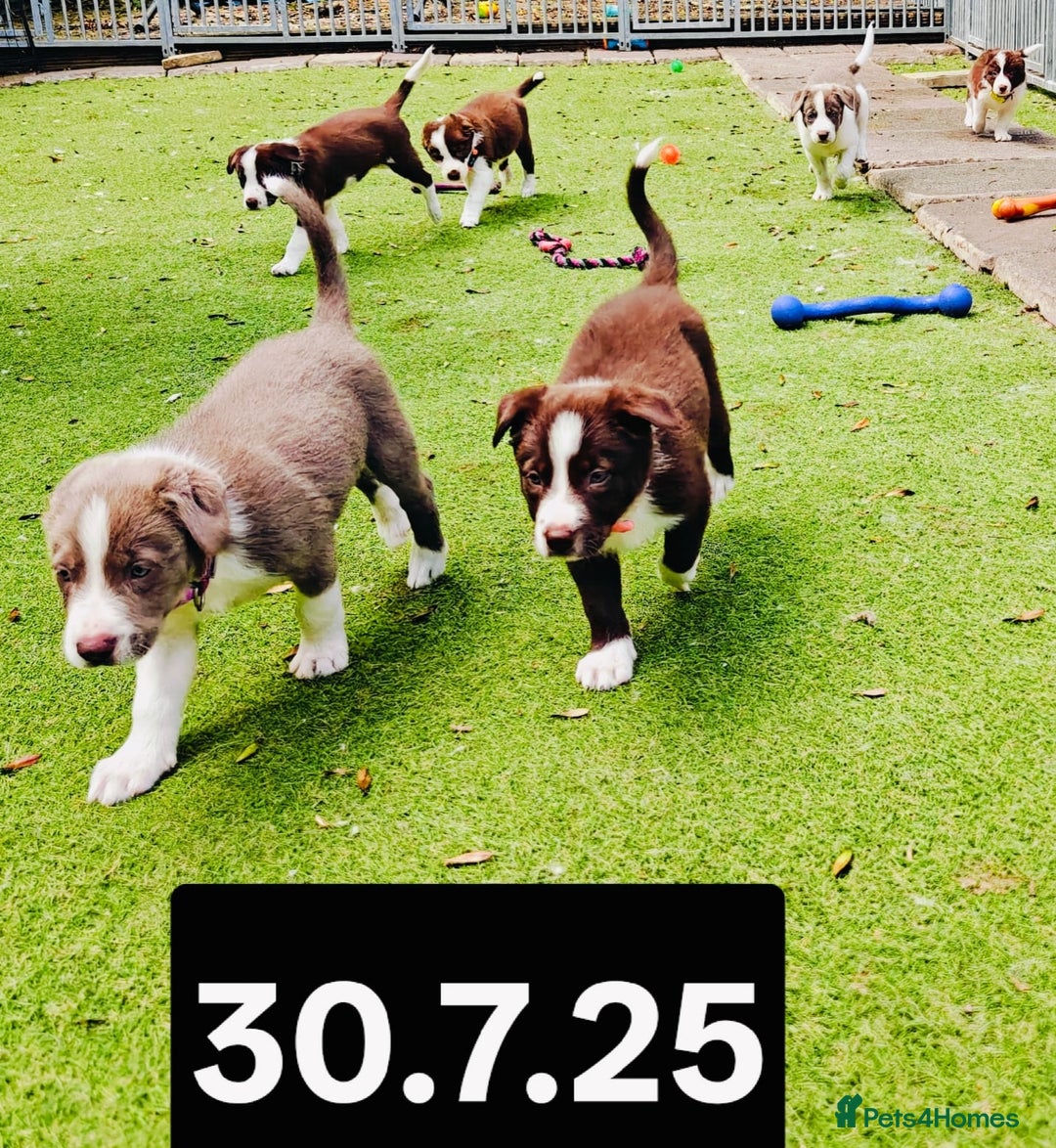 Border Collie dogs for sale: 6 Kennel Club registered Border Collie pups - Image 10