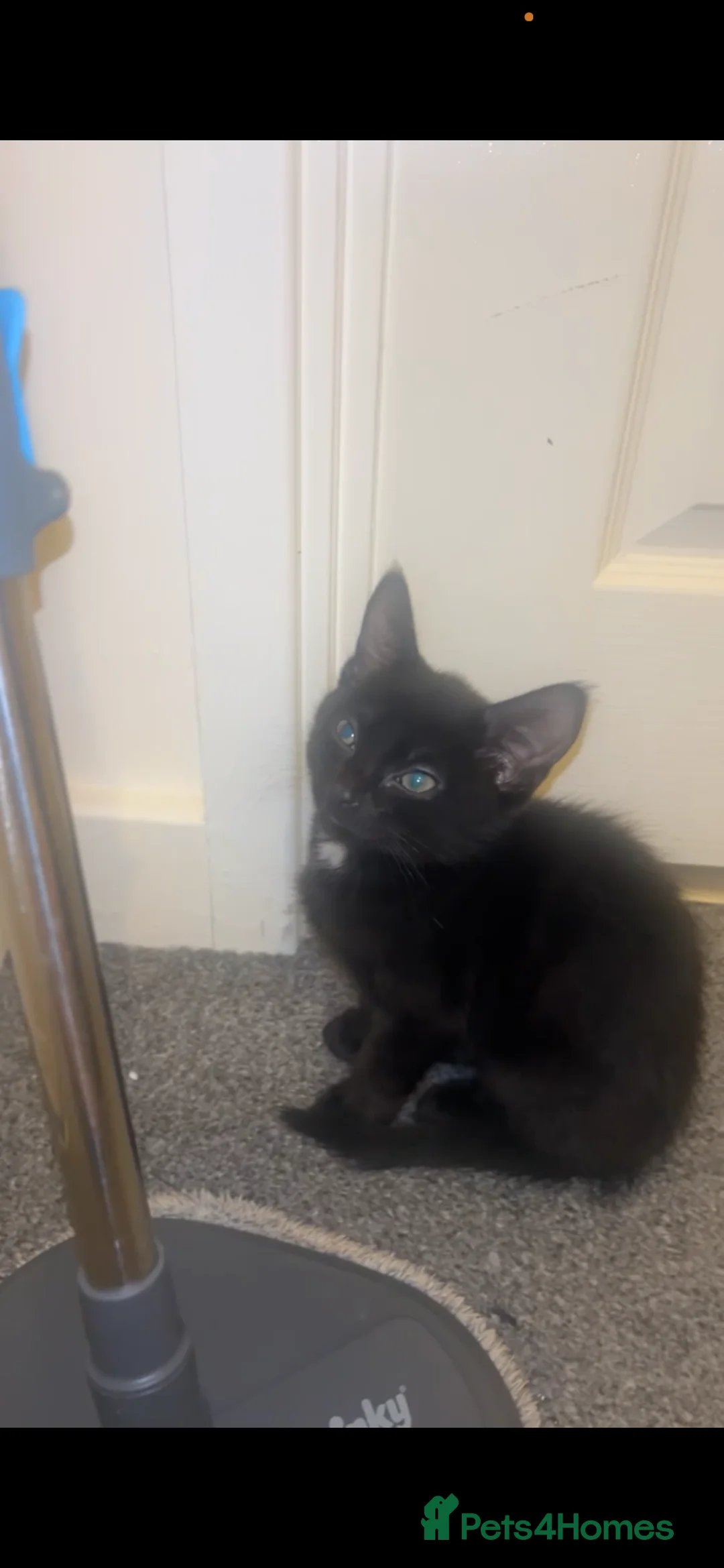 Domestic Shorthair cats for sale: 2 beautiful male tuxedo kittens🩷 - Advert 2