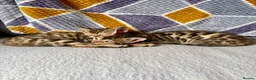 Bengal cats for sale: *READY NOW* Bengal Kittens - Advert 21