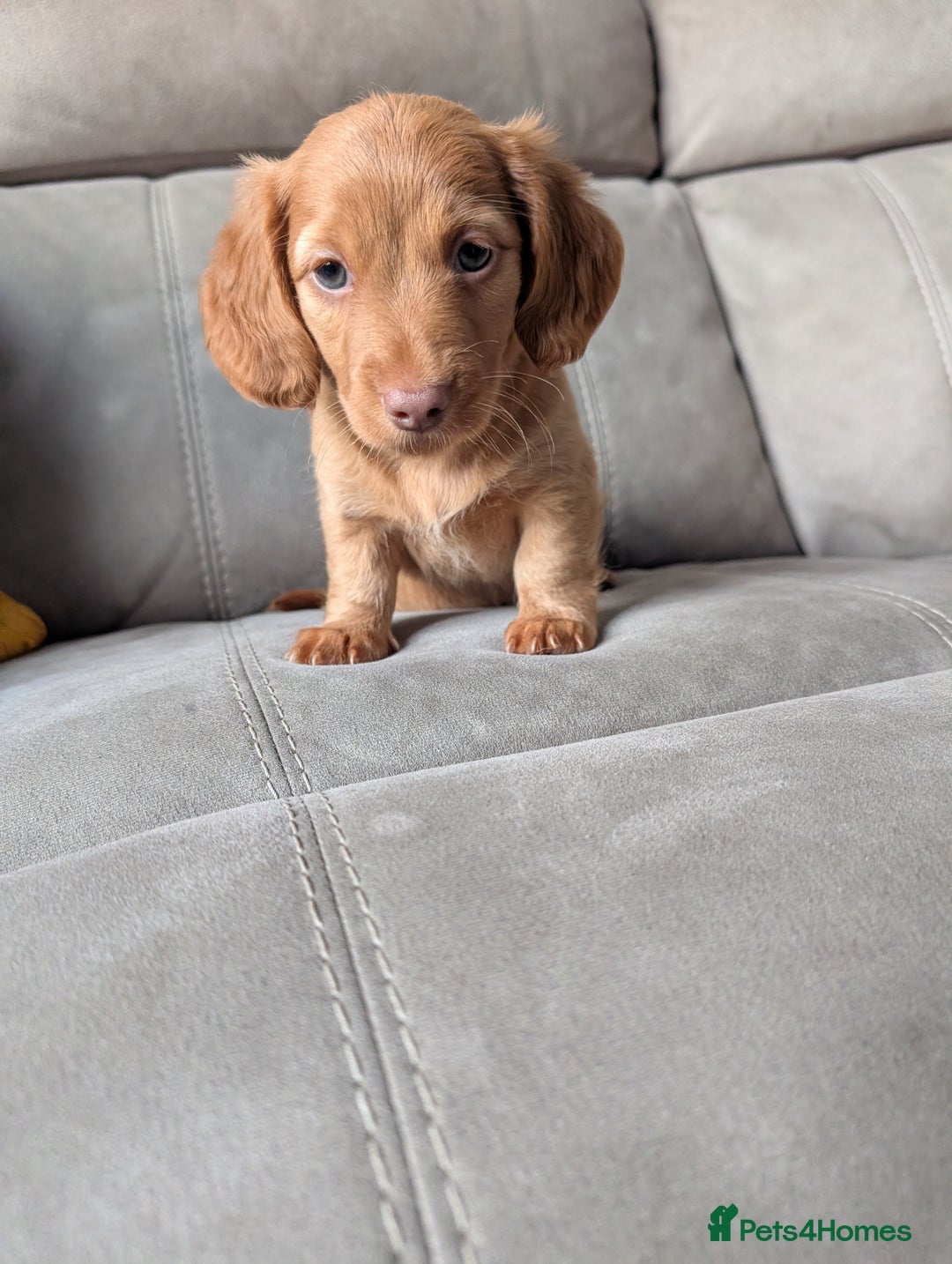 Miniature Dachshund dogs for sale: ✨ KC Piebald & Longhair Miniature Dachshund✨ - Image 7