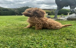 Toy Poodle dogs for sale: Toy poodle puppies looking for their forever home  - Image 3