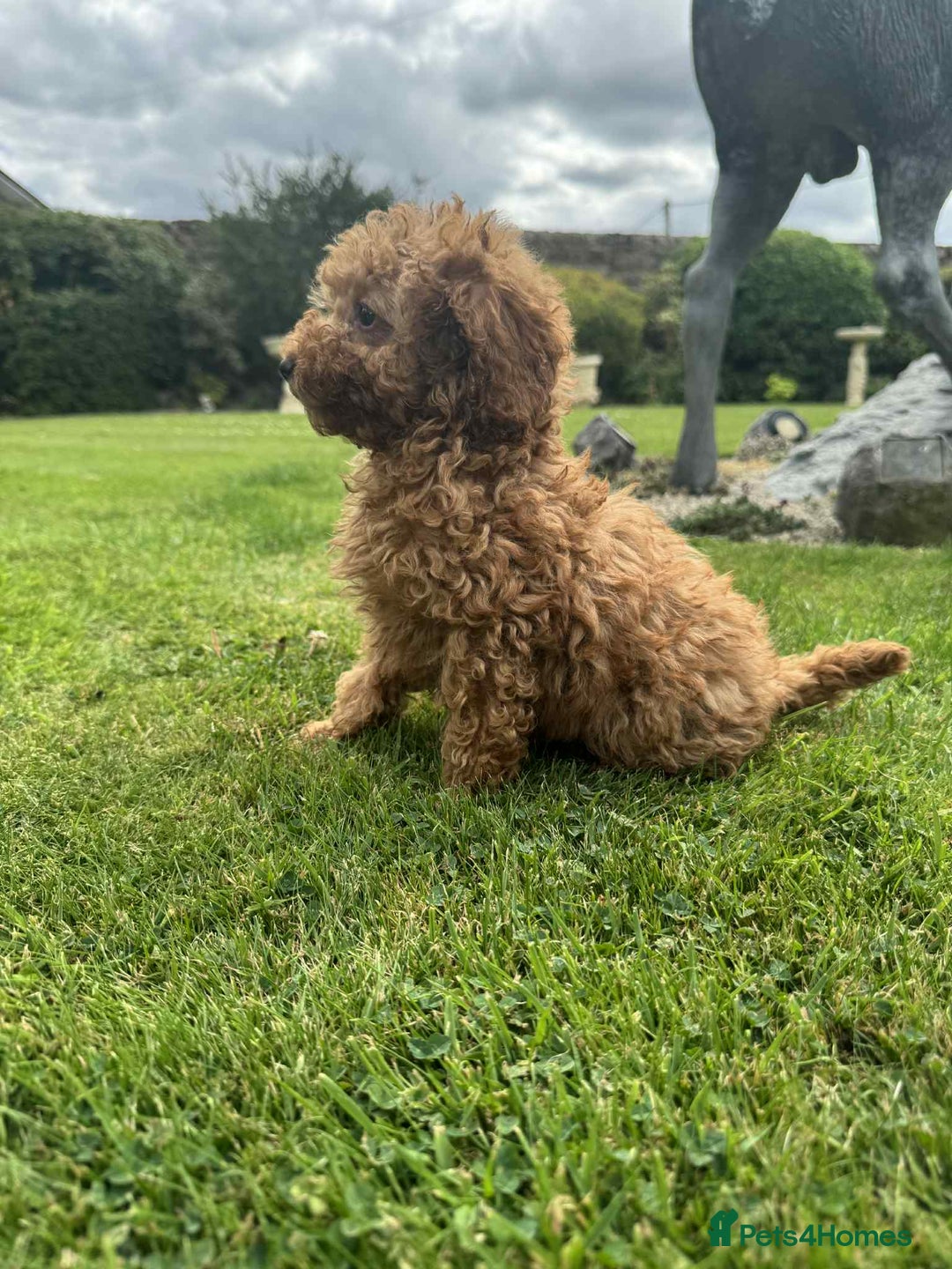 Toy Poodle dogs for sale: Toy poodle puppies looking for their forever home  - Image 3