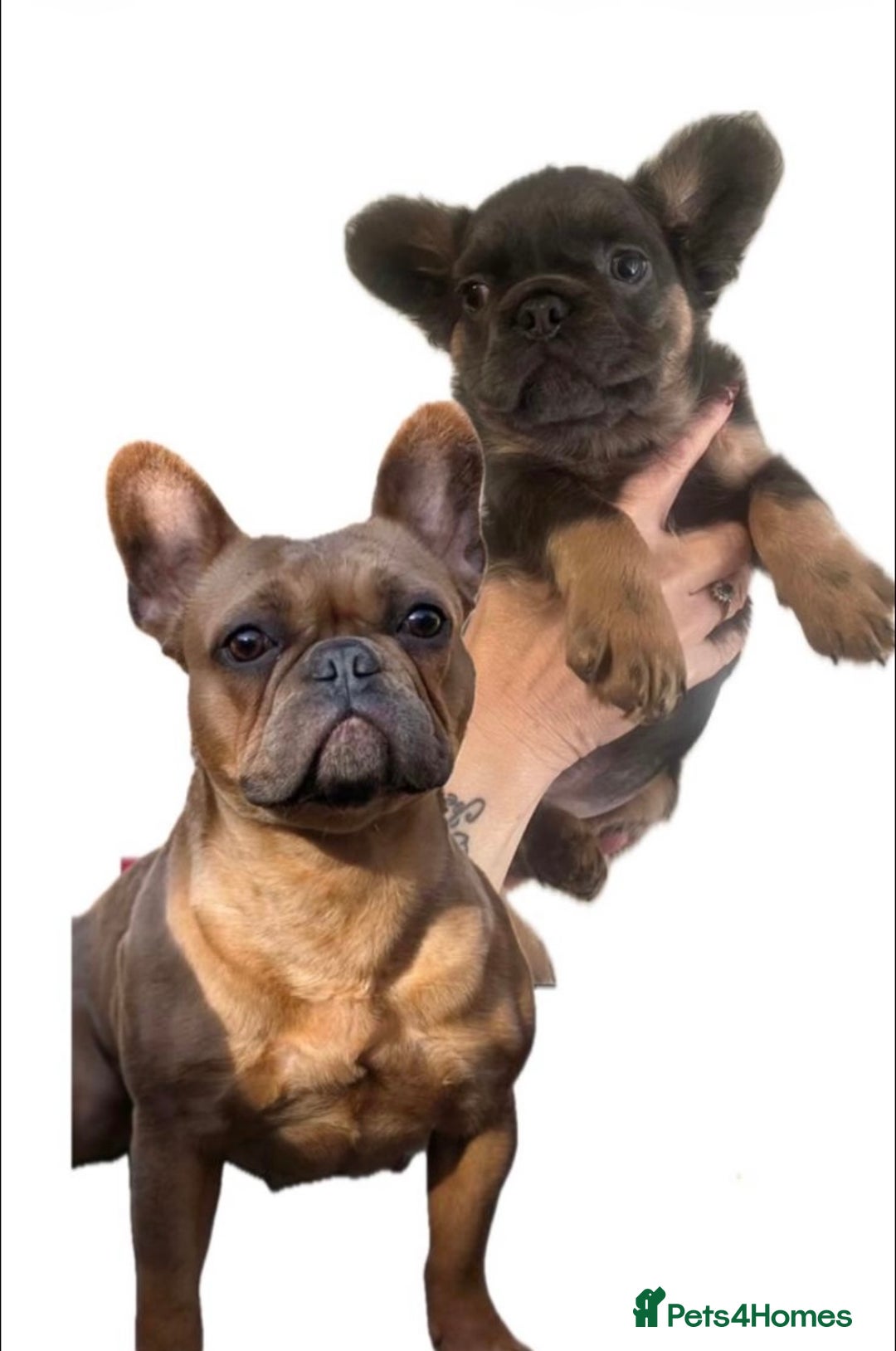 French Bulldog dogs for sale: Blue and Tan Fluffy French Bulldog - Advert 6