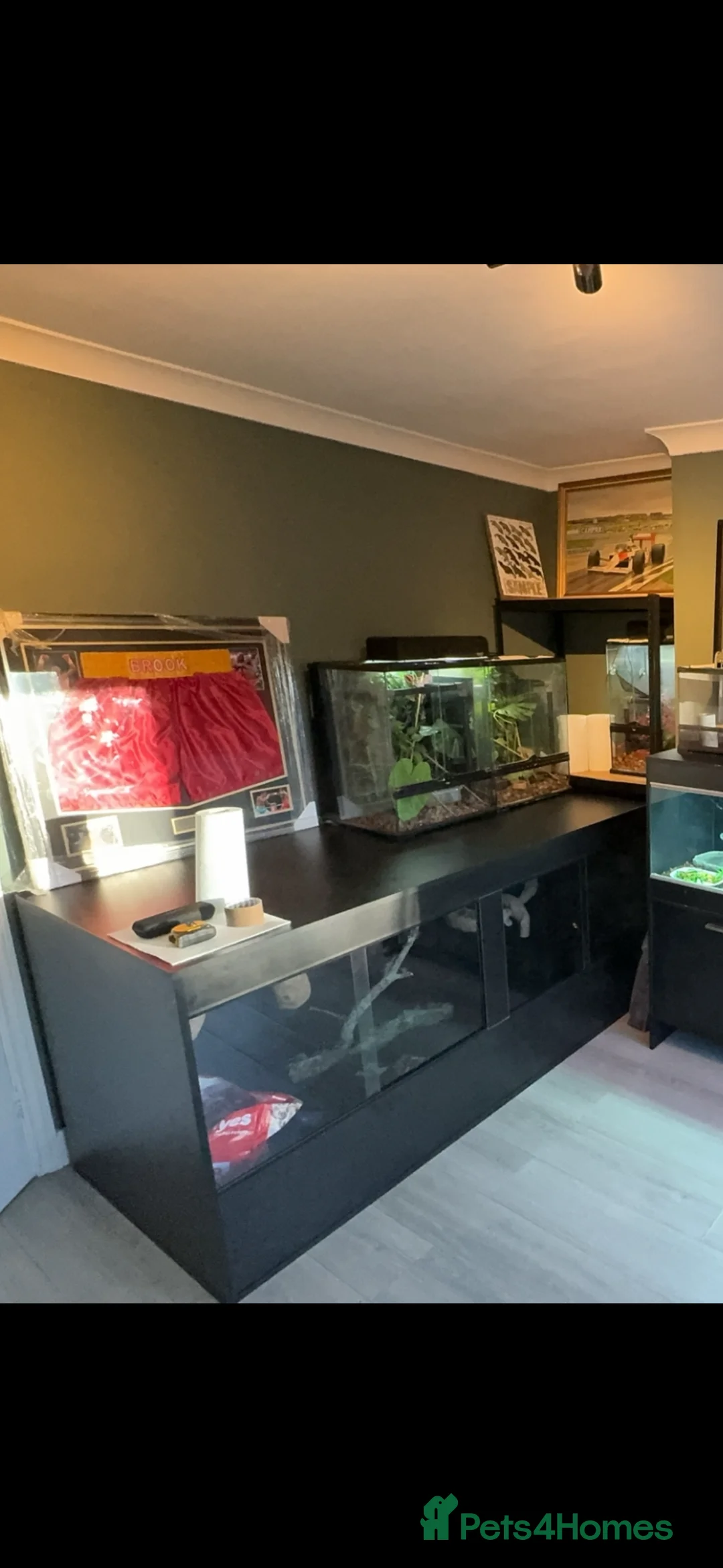 Monitor reptiles for sale: Red ackie monitor  - Advert 4