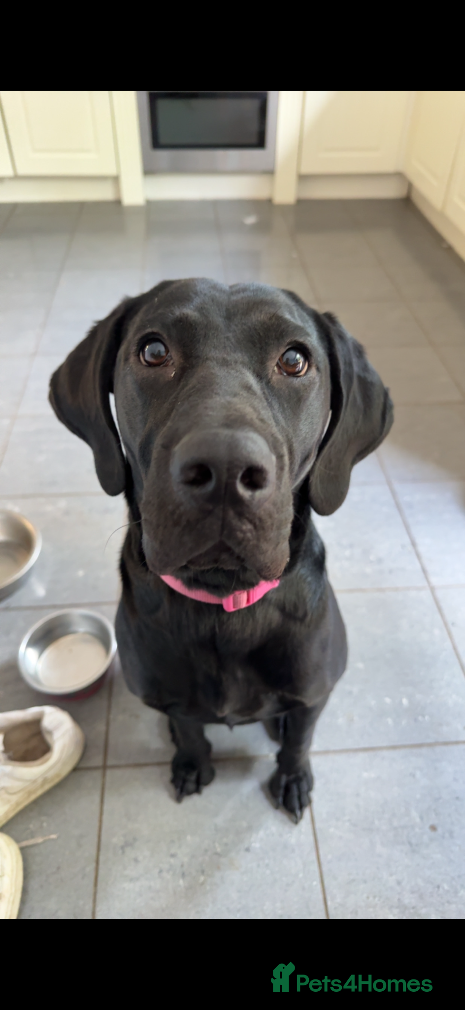 Mixed Breed dogs Lab x Vizsla Lizzie - Looking for a Loving Home ❤️ - Advert 1