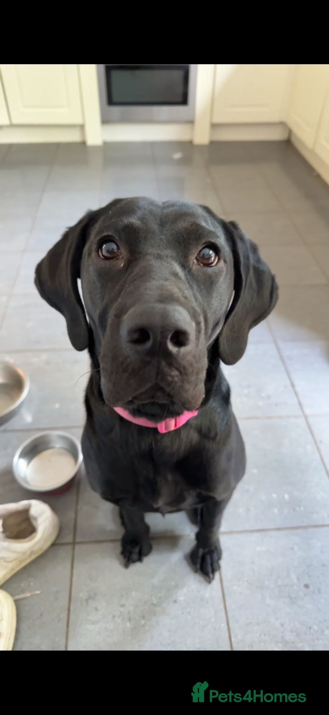 Mixed Breed dogs for sale: Lab x Vizsla Lizzie - Looking for a Loving Home ❤️ in Ripon - Advert 1