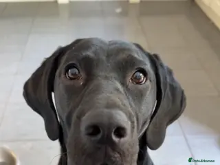 Mixed Breed dogs Lab x Vizsla Lizzie - Looking for a Loving Home ❤️ - Advert 3