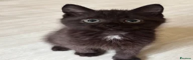 Domestic Shorthair Kitten 1