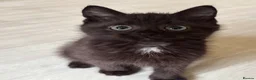 Domestic Shorthair cats for sale: 4 Beautiful Black Kittens  - Advert 5