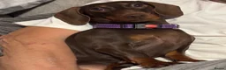 Miniature Dachshund dogs for sale: Miniature Dachshunds Smooth Haired KC Registered. - Advert 2