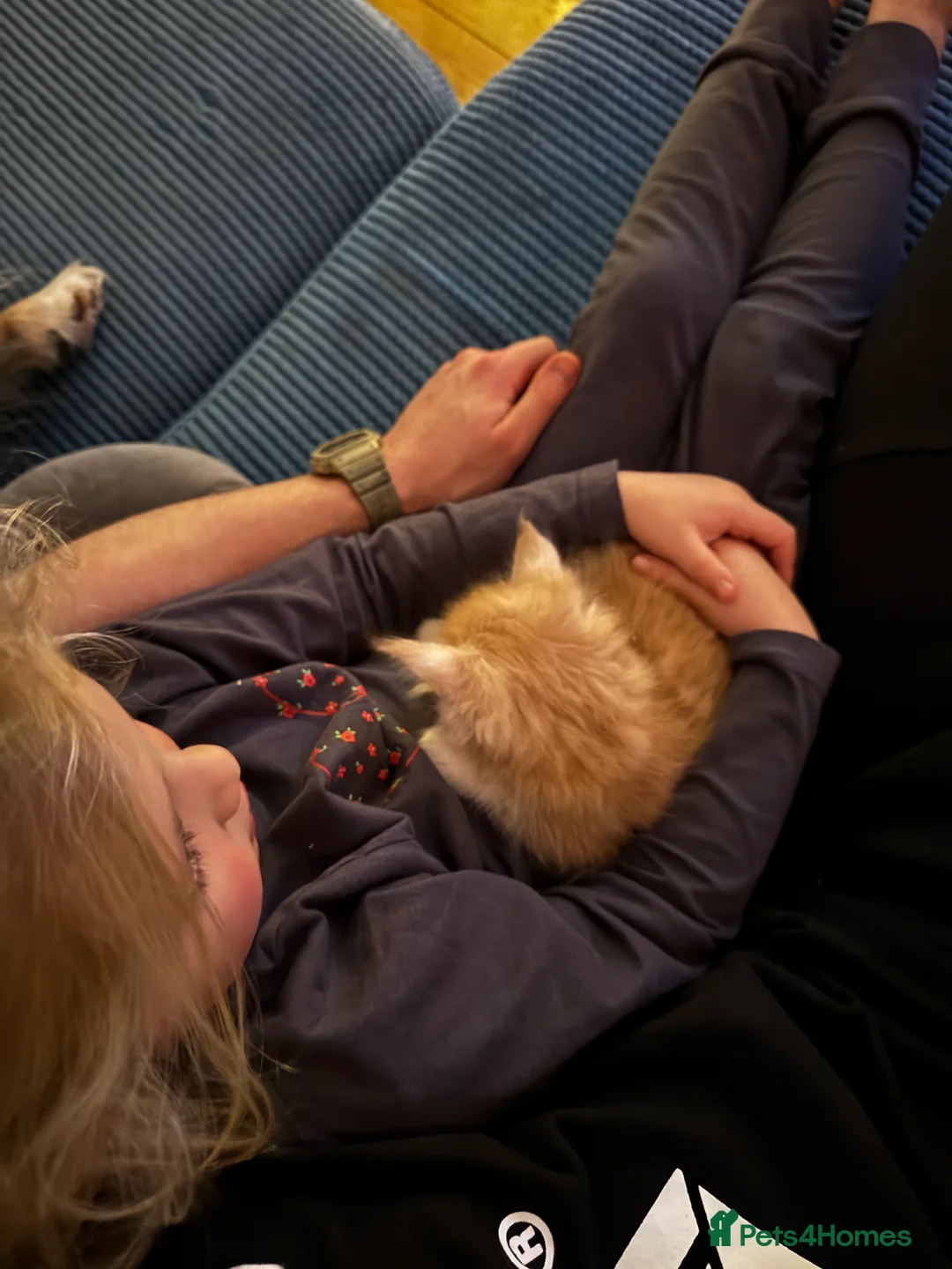 Maine Coon cats for sale: (All now reserved)GCCF Champion Maine Coon Kittens - Advert 8