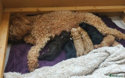Cockapoo dogs for sale: Two coloured stunning Cockapoos available - Image 7