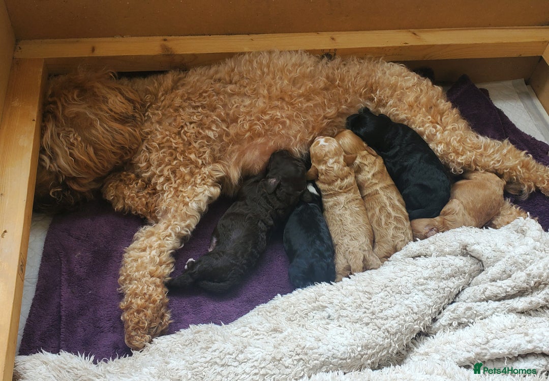 Cockapoo dogs for sale: Two coloured stunning Cockapoos available - Image 7