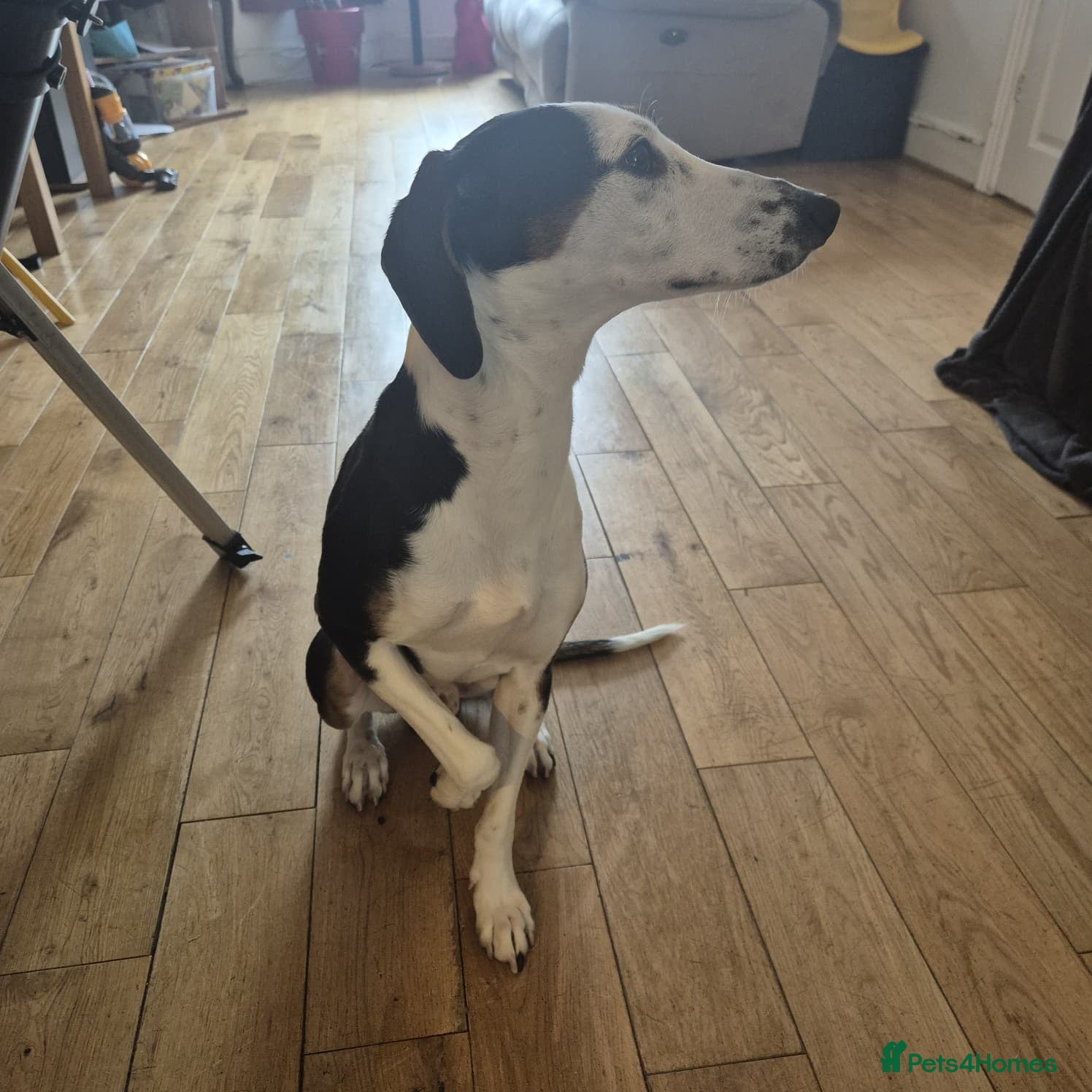 Mixed Breed dogs Loving 18-Month-Old Dog Needs Home - Advert 1