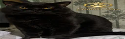 British Shorthair cats for sale: Exclusive Pedigree British Shorthair Kittens - Advert 2
