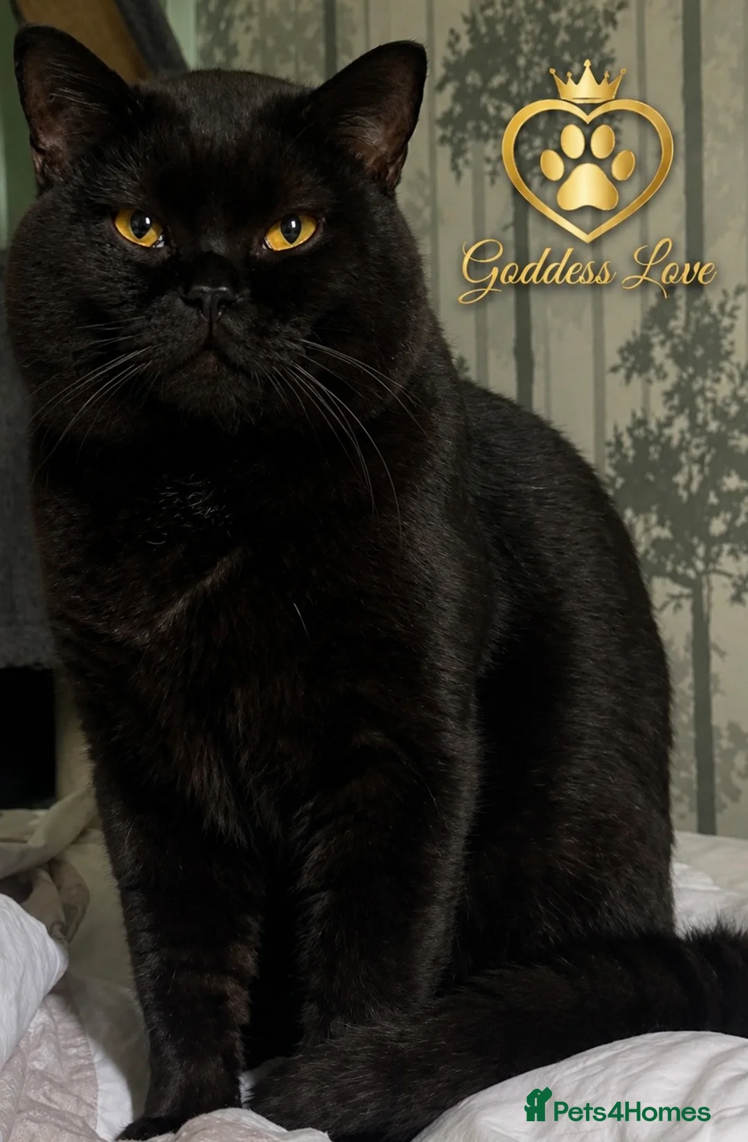British Shorthair cats for sale: Exclusive Pedigree British Shorthair Kittens - Advert 2