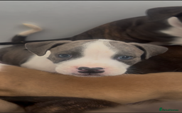 Mixed Breed dogs for sale: Absolutely beautiful litter of 11 pups  - Image 7