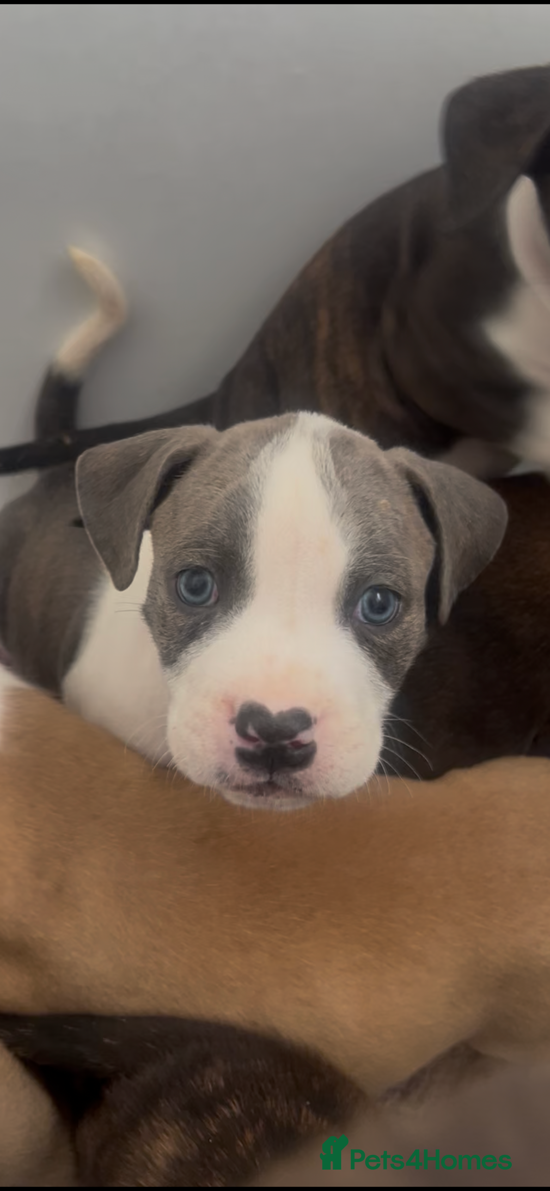 Mixed Breed dogs for sale: Absolutely beautiful litter of 11 pups  - Image 7