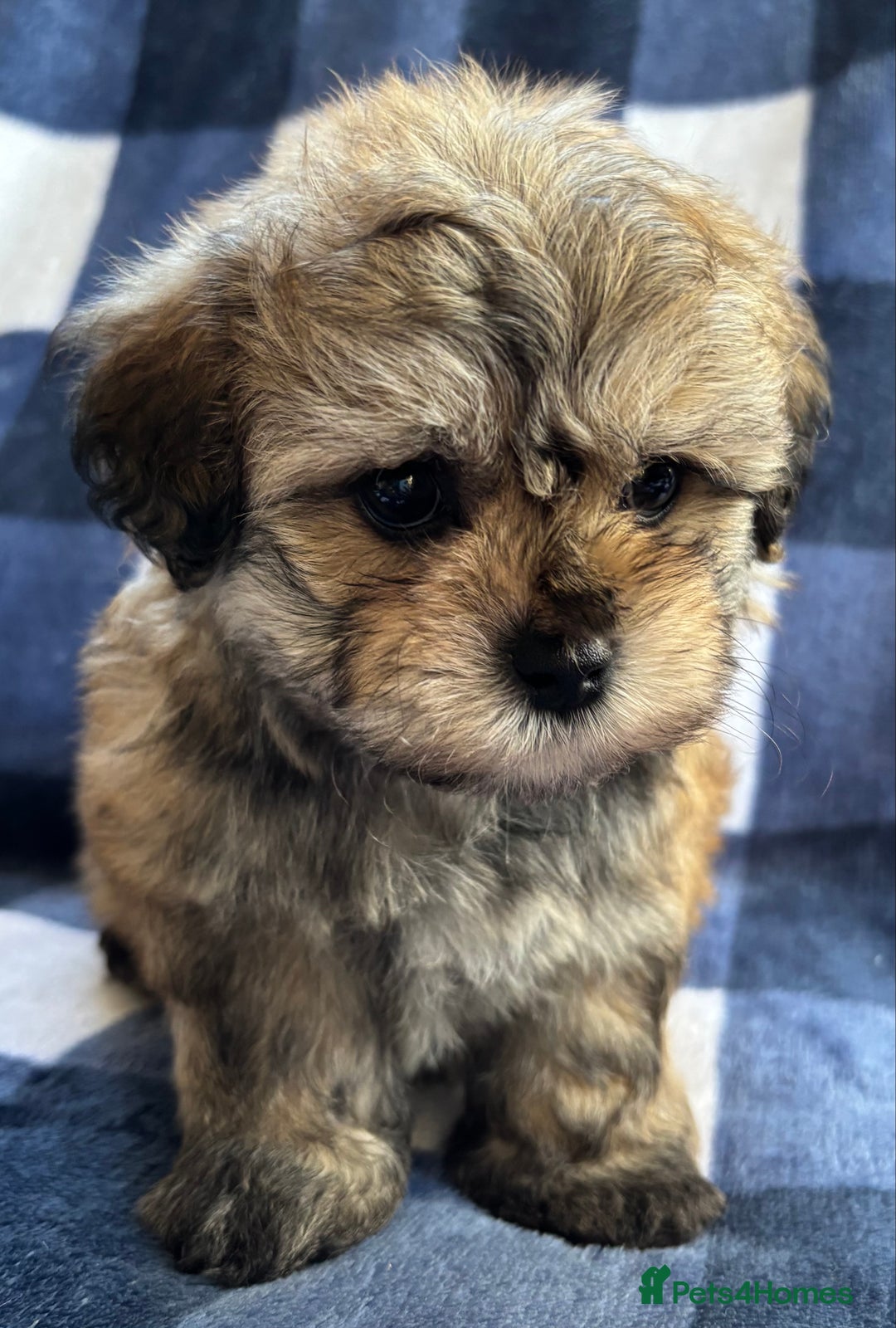 Maltipoo dogs for sale: Stunning Maltipoo Puppies ⭐️ DNA Tested ⭐️ - Image 19