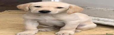  Puppy 1