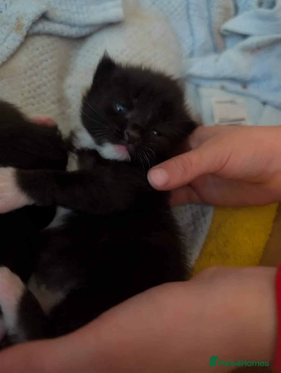 Mixed Breed cats for sale: 4x tuxedo black and white kittens in Newbury - Advert 2
