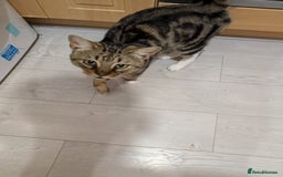 Mixed Breed cats for sale: Male cat for rehoming  - Image 2