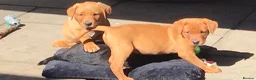 Labrador Retriever dogs for sale: KC Registered Labrador Puppies  - Advert 6