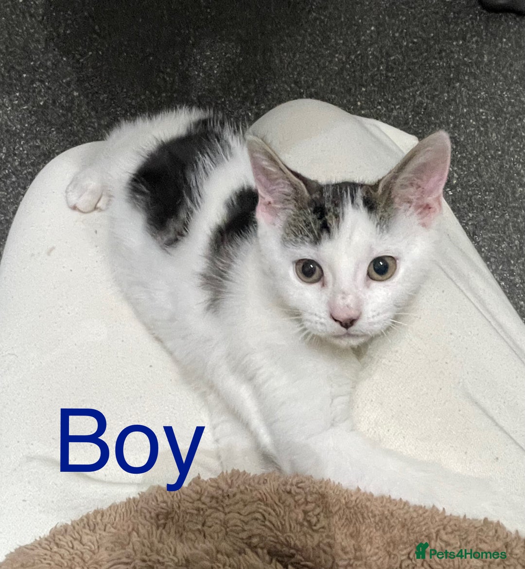 Mixed Breed cats for sale: Kittens need loving homes now - Advert 3