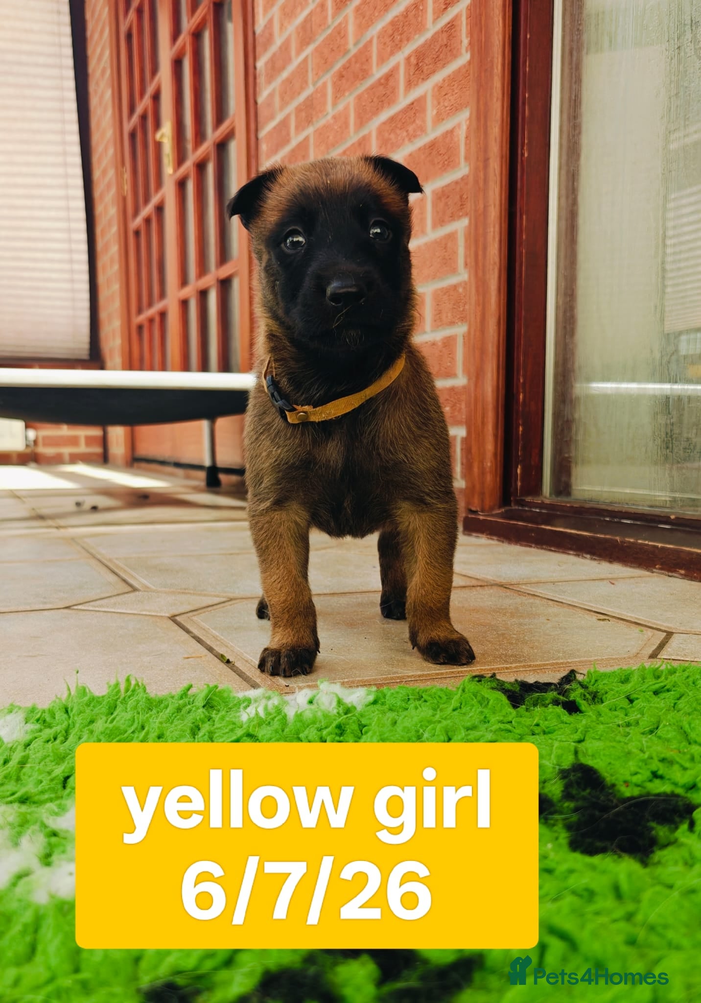 Belgian Shepherd Dog dogs Quality KC Registered Belgian Shepherd Malinois  - Advert 2