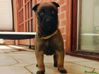 Belgian Shepherd Dog dogs Quality KC Registered Belgian Shepherd Malinois - Advert 2