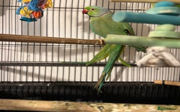 Ringnecks birds for sale: GREEN RINGNECKS PAIRS - Image 4